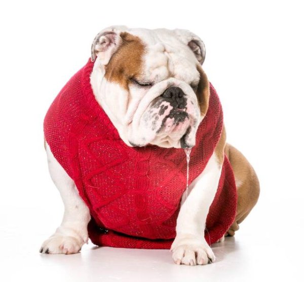 How many of the six types of dogs that are known as the 