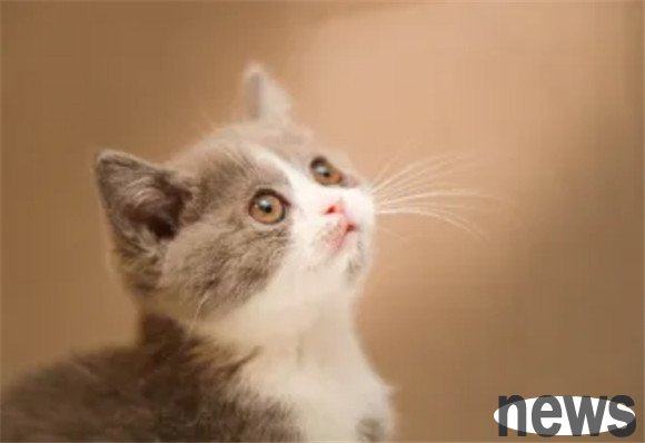 A must-see for beginners! 7 cat  error  to avoid