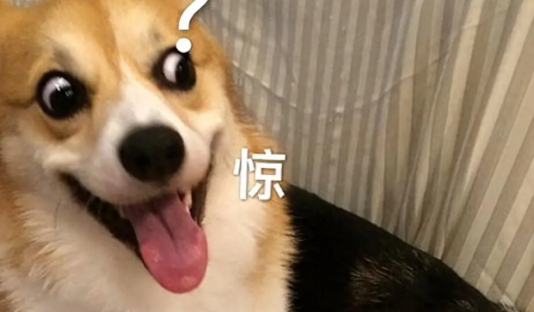 The four types of dogs that are recognized as 