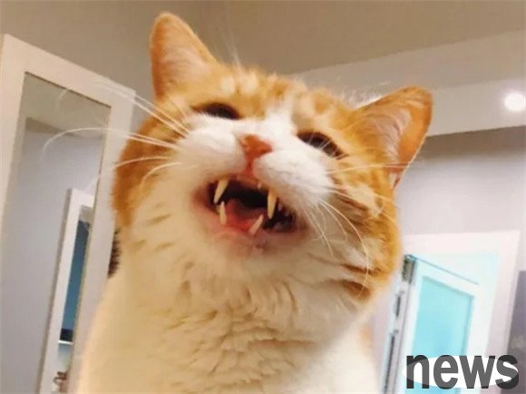 It turns out that these cats are 