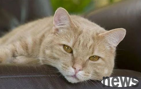 I will tell you what to do when cats fart while getting diarrhea?