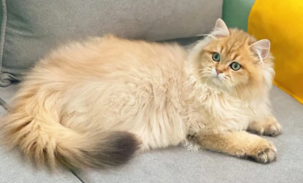 Why can t cats give people money?