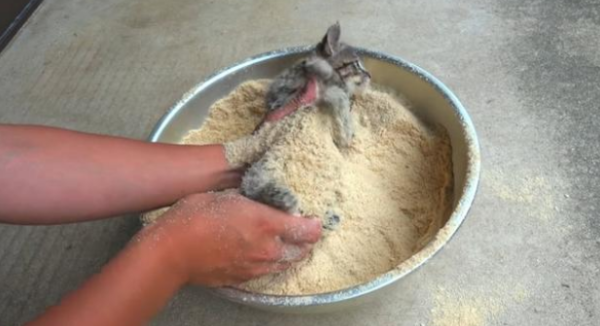 It was misunderstood to put the kitten in a basin to wrap the powder! Finally, netizens clarified: I am saving it!