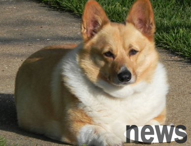 Popular Science for Beginners: Why Dogs Only Have One Ball