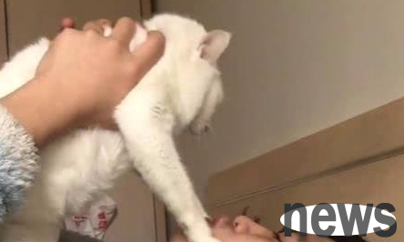 When I wanted to kiss the cat, the cat’s reaction was as expected. The owner regretted it after pressing the cat’s head.